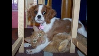 We're caught!  Funny video with dogs, cats and kittens!