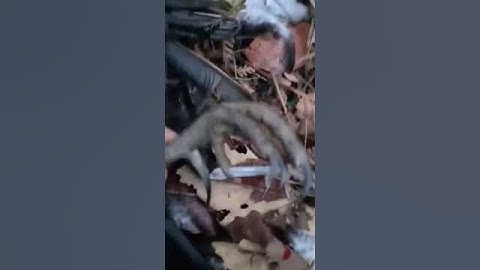 Cuab qaib qus 16/4/2020 ສົນໃຈລຳໂພງຕໍ່ໄກ່ 59997992