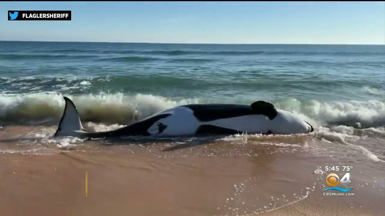 21ft. Killer Whale Washes Up On Florida Beach - YouTube