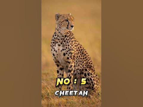 Top 10 Fstest Animals In The World 🤔 - YouTube