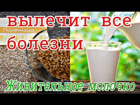 ИСЦЕЛЯЮЩЕЕ  МОЛОЧКО ИЗ ПРОРОСТКОВ ПШЕНИЦЫ