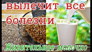 ИСЦЕЛЯЮЩЕЕ  МОЛОЧКО ИЗ ПРОРОСТКОВ ПШЕНИЦЫ