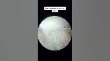 Garlic under a microscope part 1