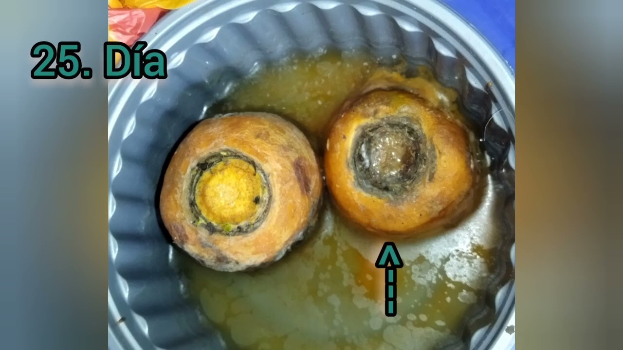 TOTIPOTENCIA CELULAR YouTube