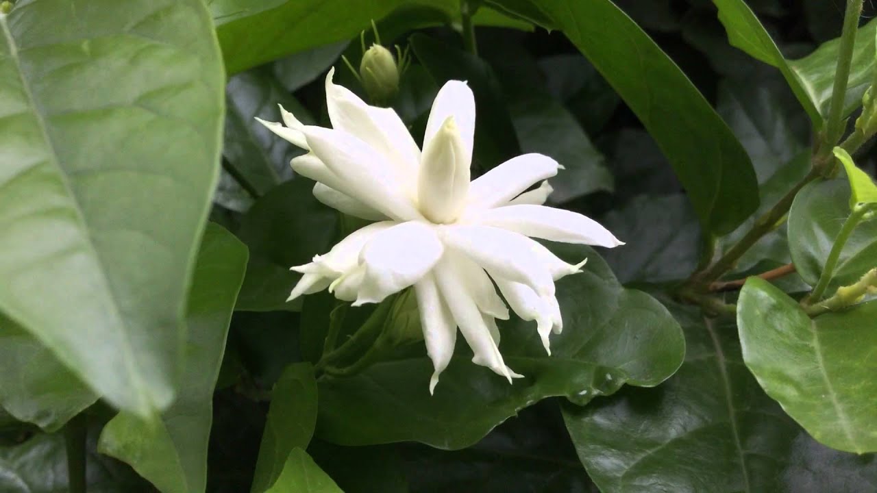 jasmine " belle of india" unique 5 layered flower, and kannada malli/ udipi  mallige