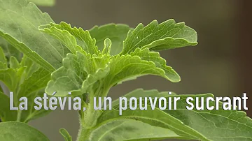 Comment cultiver de la stévia ?
