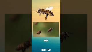 Fakta unik lebah faktaunik lebah