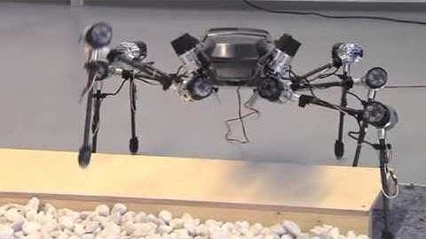 Hector the robot mimics a giant stick insect   Video   Reuters com
