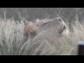 Kgalagadi March 17 - The lion roar