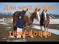 Тяжеловозы. Отличие от верховых лошадей.