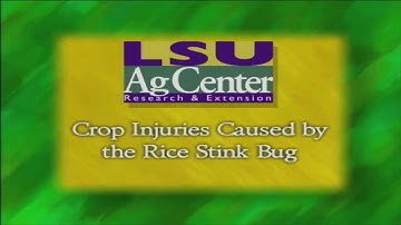 Crop Injury Caused by Rice Stink Bug (2011)