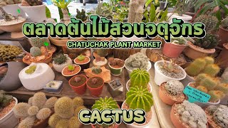 ตลาดต้นไม้สวนจตุจักร CHATUCHAK PLANT MARKET | CACTUS