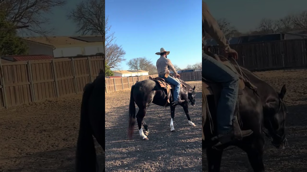 Solución para un caballo que cabecea 