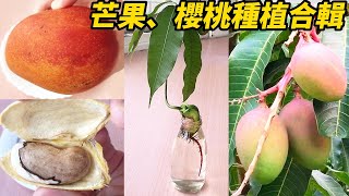 芒果、櫻桃種植合輯 | Mango and cherry planting collection