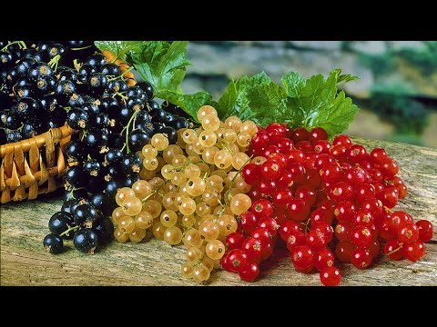 How to Plant Blackcurrants & Currants: Easy Fruit Growing Guide