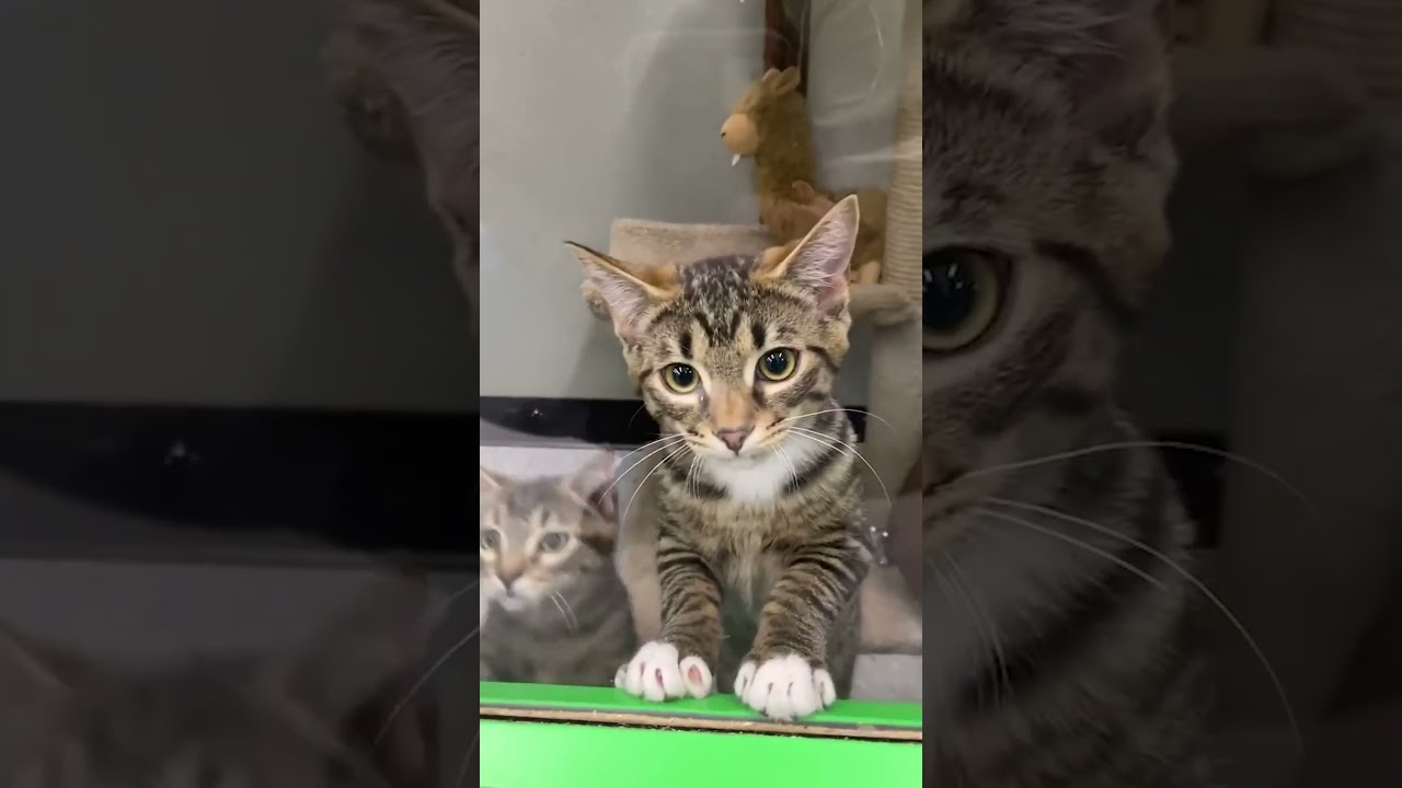 Adorable Kittens Can T Wait To Be Adopted 