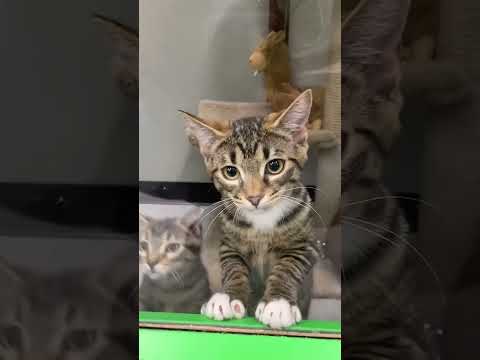 Video: Hur man gör bedårande kattunge våningssängar