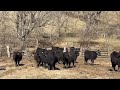 45 head black angus