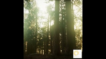 Spinal Cord | The Silver Spire | Aligning the Axis of Awakening