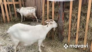 видео: Про коз…голь на выдумку хитра// картинка: Про коз…голь на выдумку хитра//