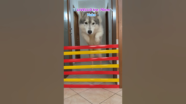 CANE vs GATTO: Chi VINCERÀ la SFIDA di SALTO in alto?🐶😳🙀 #cane #gatto #dogchallenge #catvsdog