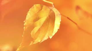 Hd Vinheta Do Outono Na Globo - 2022