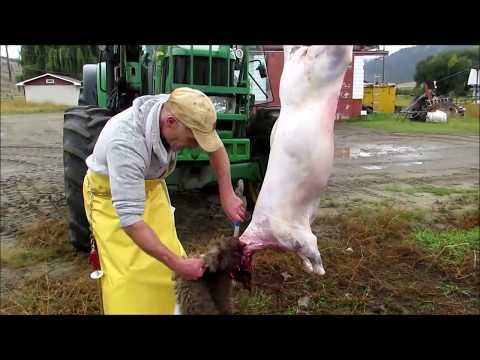 Sheep Farm Slaughter