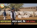 👍#Tharparkar #Breeding Farm, Chandan, Jaiselmer. 👍कि Full Video 👍