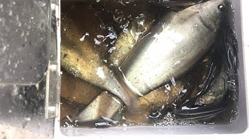 Bazan Food | Điểm câu cá thiên nhiên SG #7 | Cá thác lác  và chốt sông tuyệt vời | Giật mỏi tay