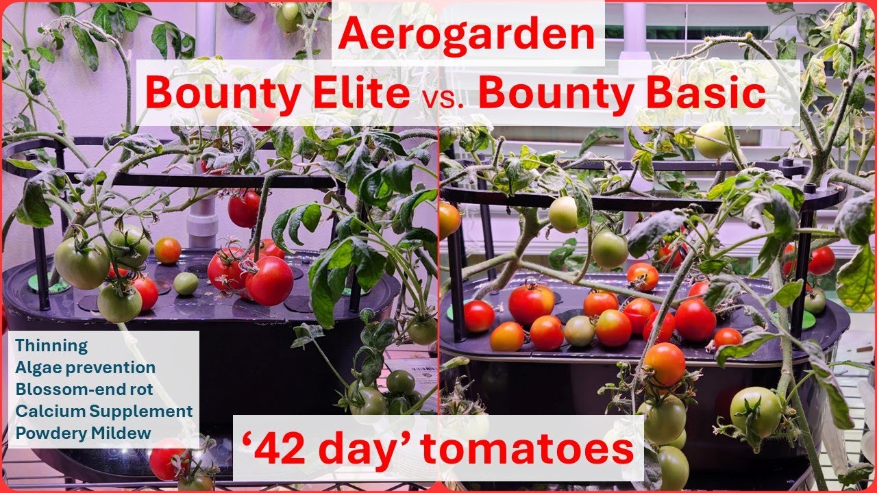 Aerogarden Bounty Elite vs Bounty Basic Tomato Blossomend rot