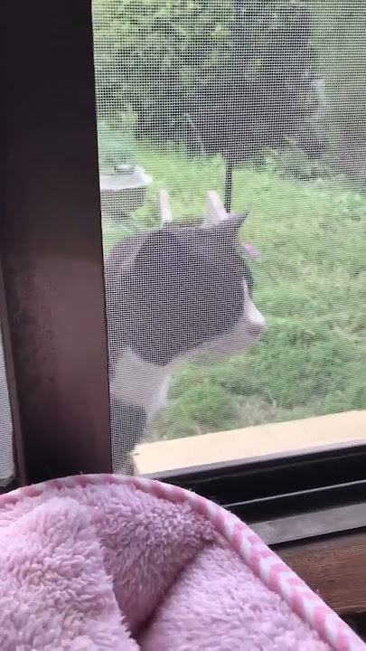 wha wha wha cat (aslinya) #kucing #kucing #celana pendek #pendek #meme #autotune