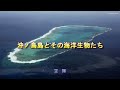 沖ノ鳥島とその海洋生物たち