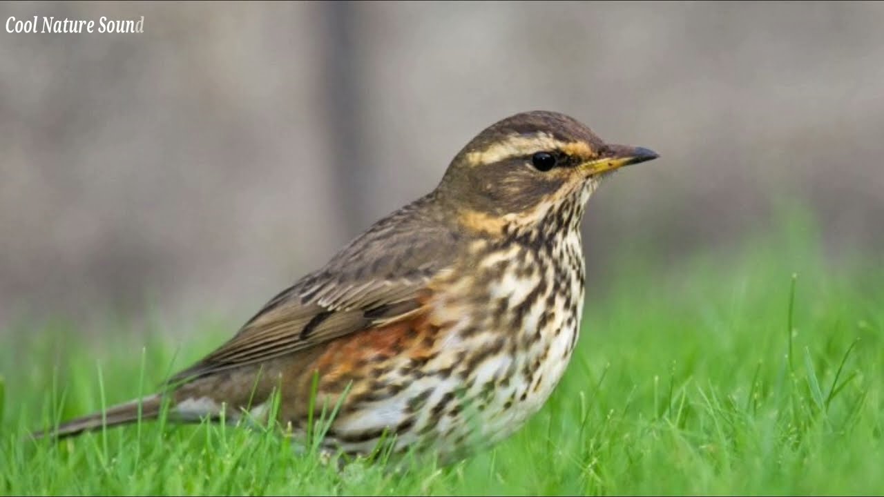 Red Wing Alarm Call - Predators Call of Red Wing - Distress Call of Red Wing,