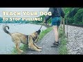 Training Your Dog To Walk On Leash - The Online Dog Trainer Training Your Dog To Walk On Leash - The Online Dog Trainer