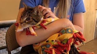 Animal Allies Pet Of The Week Babushka