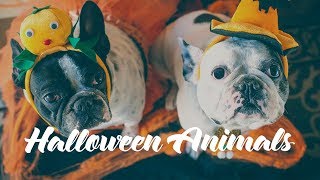 Scary Cute Halloween Animals by Funny VideoZ 1,533 views 6 years ago 2 minutes, 29 seconds