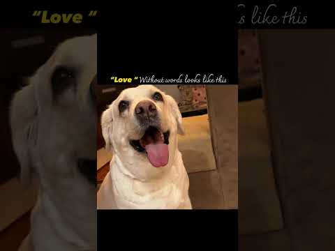 🧿#shortsfeed #short #viral #labrador #labradorretriever #dog