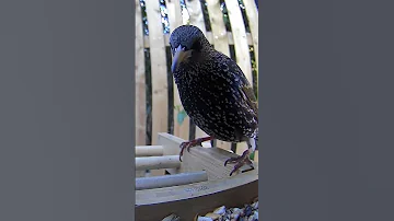 A Starling Bird Visiting The Bamboo Birdfy Feeder 
