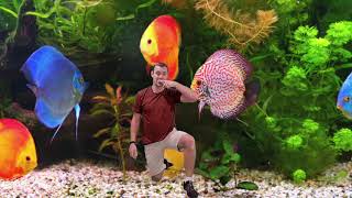 Download Lagu Goldfish Dance MP3 Download Lagu Goldfish Dance MP3