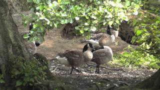 Water Birds 3
