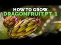 How to Grow Dragon Fruit (Part 1) | Soil, Sun, Water, Containers, and Fertilizing