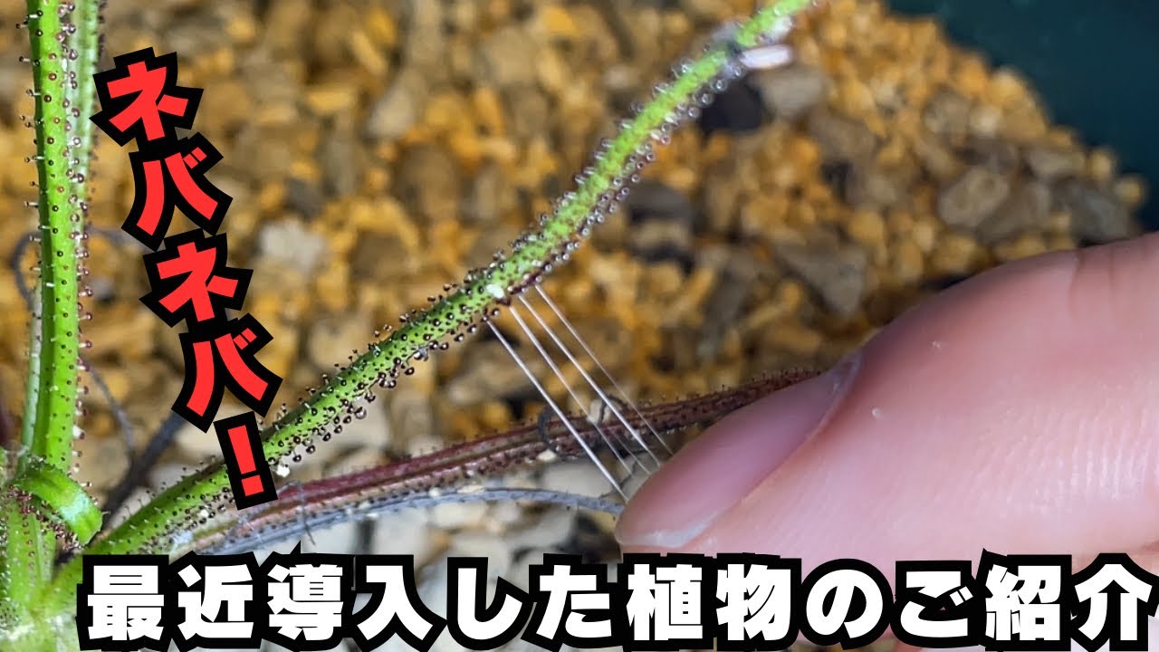 Sticky!] Introducing the carnivorous plant Drosophyllum