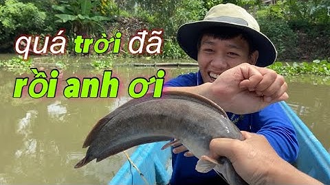 Câu cá rô đồng, cá khủng ăn liên tục như gì sao mà không mê cho được | miền quê Tiền Giang