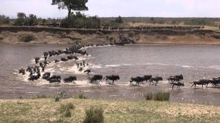 Wildebeest crossing Mara River (The big migration)