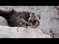 Active Baboons (Hamadryas Baboons, Budapest Zoo)