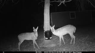Deer Feeder - March 6 2022