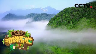 《正大综艺·动物来啦》从雪山到沿海 走进中国各地自然保护区 20200614 | CCTV