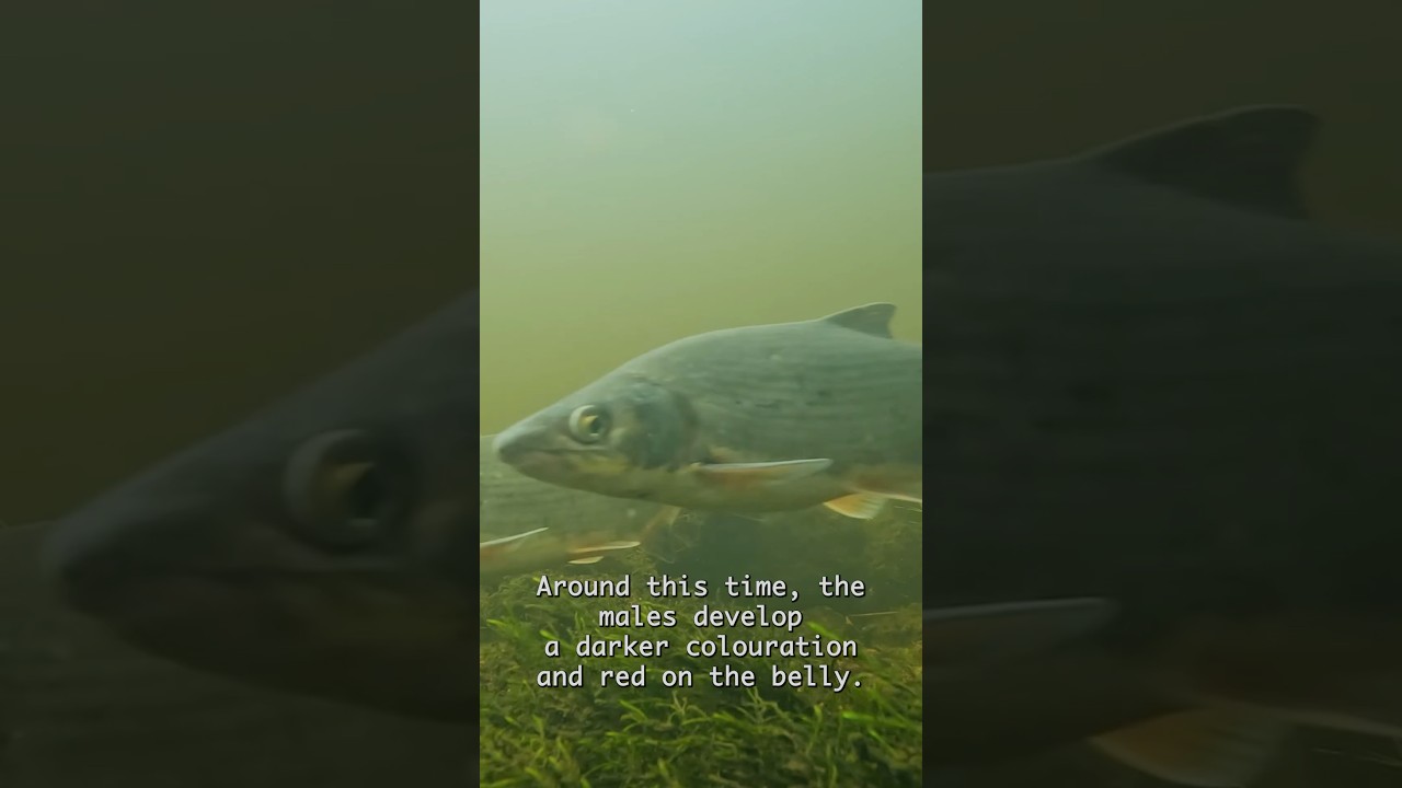 Vimba are the best fish #vimba #nature #science