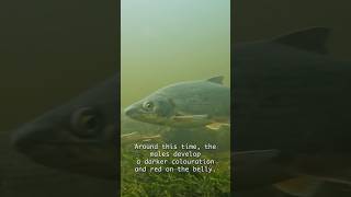 Vimba are the best fish #vimba #nature #science