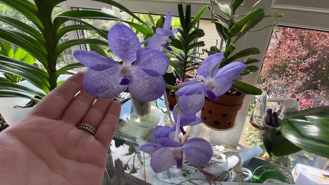 Vanda coerulea blue